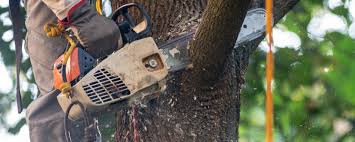 Tree and Shrub Care in Vandenberg Af, CA